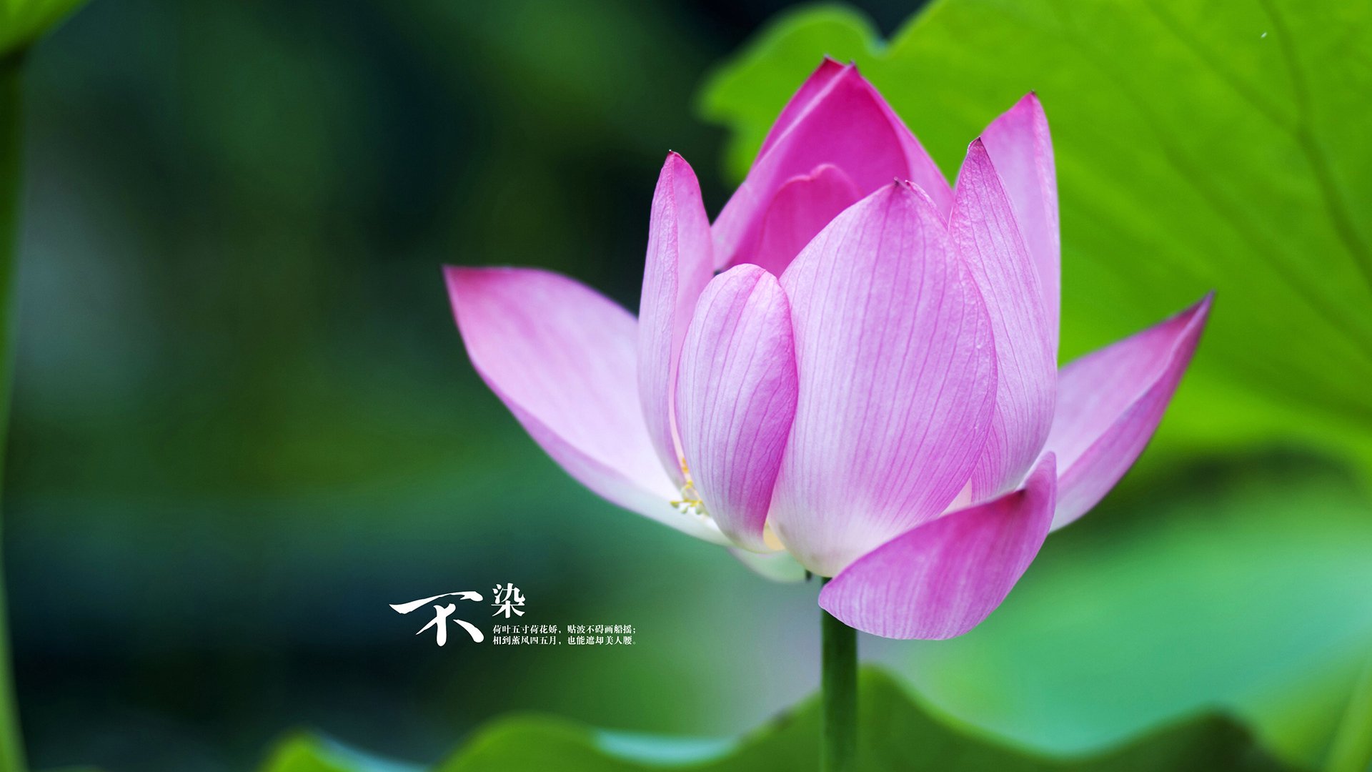 滑板世界杯冠军花落中国,滑板世界赛冠军