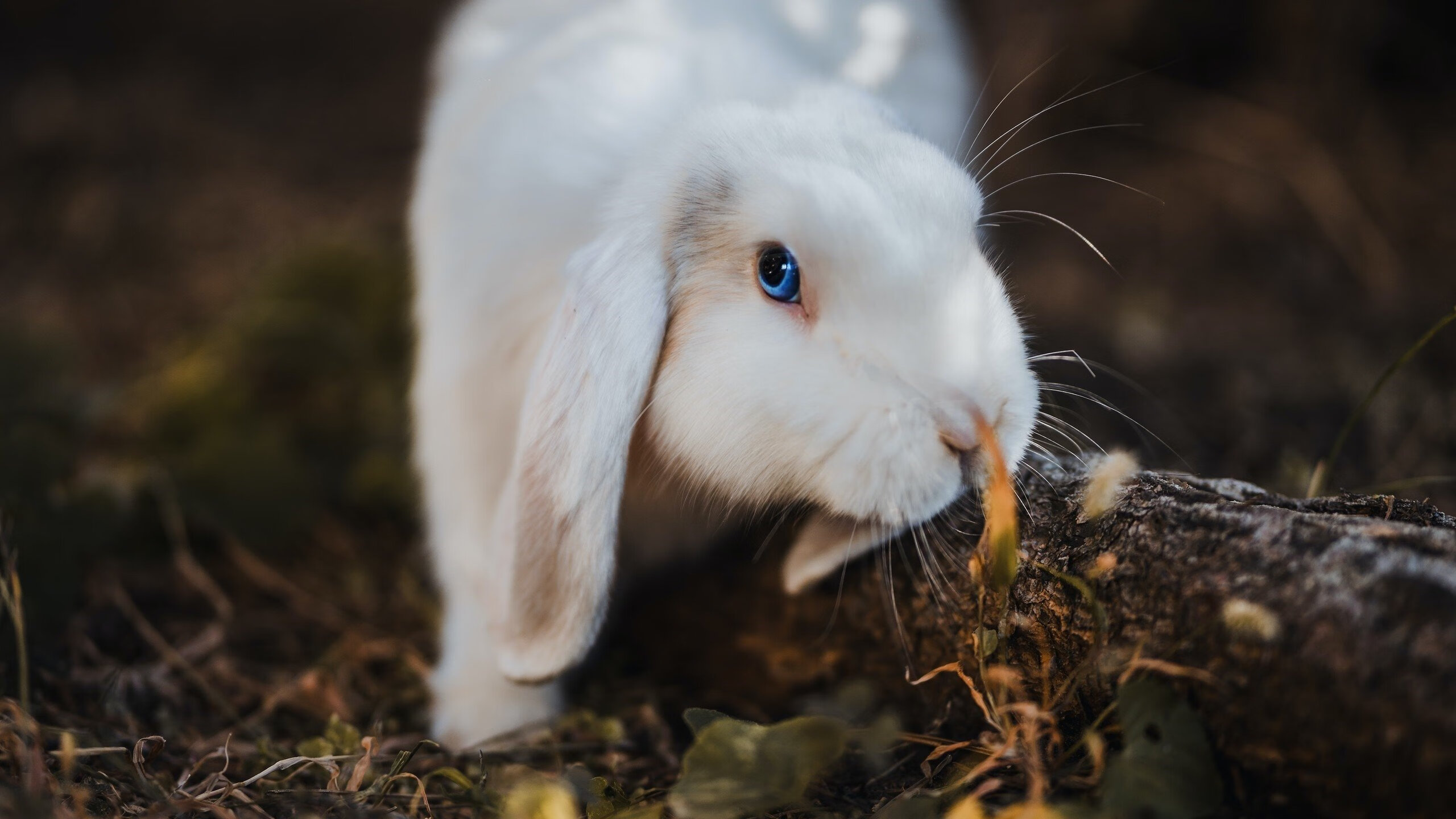 田径运动科学营助力基层教练提升能力,田径教练员培训教程